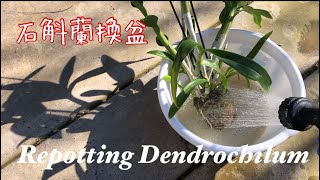 蘭花石斛蘭花後換盆詳細過程 Repotting Dendrochilum [upl. by Sharona]