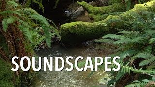 Soundscapes Part 1 [upl. by Becker]