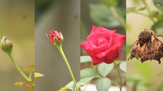 Life Cycle of ROSE TIMELAPSE [upl. by Ahsaenat]