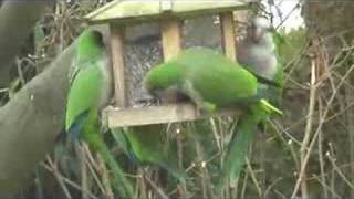 Wild Parakeets in Brussels [upl. by Porett]