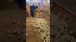 Shed No Chicks 12 poultry viralshorts viral shorts shortsvideo ytshorts trending chicks [upl. by Tybald]