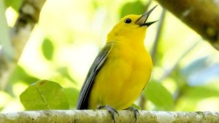 Prothonotary Warbler Song FYV [upl. by Neerod999]