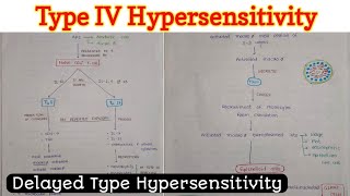 Type 4 Hypersensitivity [upl. by Labana]