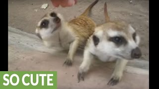 Surprisingly friendly meerkats beg for attention [upl. by Maddi802]