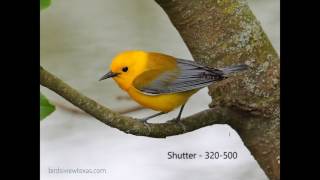 Prothonotary Warbler [upl. by Nolra]