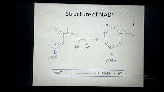 Coenzymes and Cofactors [upl. by Albertine]