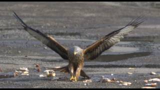 Red Kites in Slow Motion  The Slow Mo Guys [upl. by Cahilly]