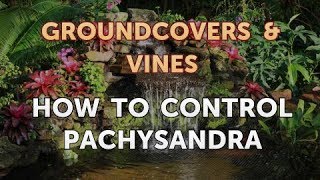 How to Control Pachysandra [upl. by Adnamra352]