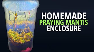 How to Setup Your Own Praying Mantis Enclosure [upl. by Anilrac]