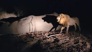 Kambula Male Lion Chasing Nkuhuma Lioness from the Elephant Carcass  Mapogos Great Grandsons [upl. by Moffat]