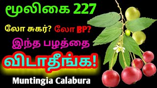 தேன் பழ மரம்நெய் பழம்jam fruitMuntingia Calaburaஅலசல்Alasal [upl. by Repsihw]