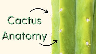 San Pedro Cactus Anatomy 101 Columnar Cactus Anatomy Basics [upl. by Tasia951]