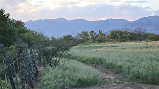 Water Tank in the Chiricahua Mountains in south east Arizona along the creek Lions Bears amp more [upl. by Archibold726]