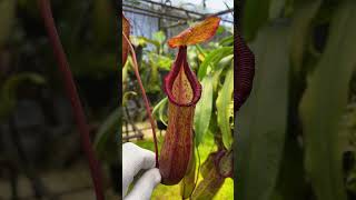 Item Short BE4078 N petiolata x lowii x tentaculata – assorted clones nepenthes [upl. by Eustazio]