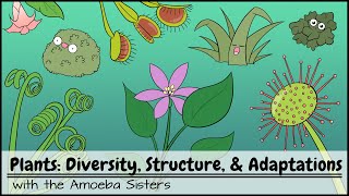 Plants Diversity Structure amp Adaptations [upl. by Rexer524]