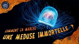 Quels sont les secrets des méduses immortelles   CURIOCEAN 10 [upl. by Laurel931]