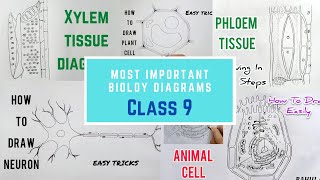 Most Important Diagrams  Class 9 You Must Practice  How to Draw Easily  Biology Cbse syllabus [upl. by Boylston]