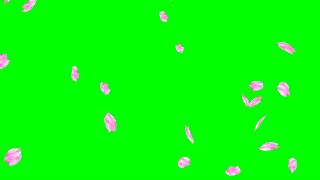 Falling Cherry Blossom Petals No2 HD Animation  green screen effect amp overlay [upl. by Retep]