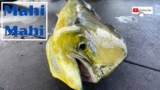 Key Largo  Islamorada Mahi Mahi  SEA PRO 239  Catch Clean amp Cook [upl. by Yznyl]