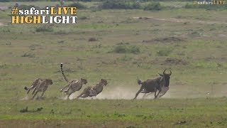 Five male cheetah race to the sound of the dinner bell [upl. by Rednasyl219]