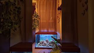 Aquarium set up  Fish tank set up  sorts fishtank fish fishbowl fishaquarium [upl. by Kcerred412]