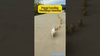 Puppy Leading Ducklings Running [upl. by Ramin]