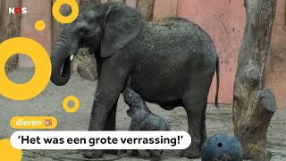 Olifantje twee maanden te vroeg geboren in dierentuin🐘 [upl. by Margery]