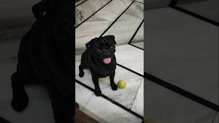 Chew sticks🐶 food treat trending pug love youtubeshorts puglet shorts happy cuteanimal [upl. by Bonneau]