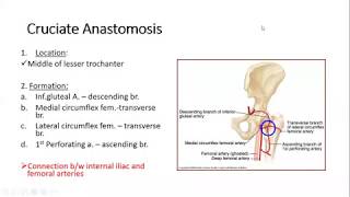 Lower Limb Trochanteric amp cruciate anastomosis httpswebfacebookcomdranatomy786 [upl. by Melise]