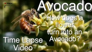 Grafted Avocado Tree  How does Pollination Work Time Lapse [upl. by Antone]