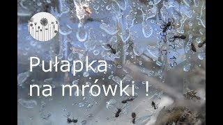 Pułapka na mrówki Jak zrobić pułapkę na mrówki [upl. by Sherlock]