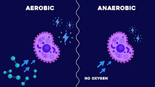 Aerobic and Anaerobic Respiration [upl. by Iridis]