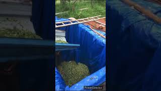 Silage Chaffing and Fillingviral video silagesilage making  YouTube [upl. by Enixam]