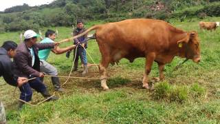 PARTO DE UNA VACA CON DIFICULTAD EN COHECHÁN ¿CÓMO SE AYUDÓ  PARTE 3 [upl. by Clarissa]