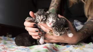 Rescuing Five Neonatal Kittens [upl. by Viviane]