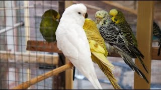 2 Hours of Budgies Singing Playing and Talking  Play For Your Budgie [upl. by Waring114]