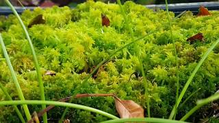 Gardening with Gabriel  Sphagnum Moss care [upl. by Htebizile]