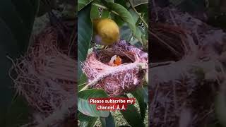 Zosterops white eyes bird feeding new born baby bird viralvideo birds shorts babybird [upl. by Norwood304]