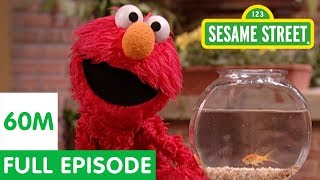 Elmo and Friends Find the Best Pet  Sesame Street Full Episode [upl. by Dame807]