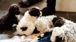 Lagotto Puppies 5 weeks old [upl. by Alejo584]