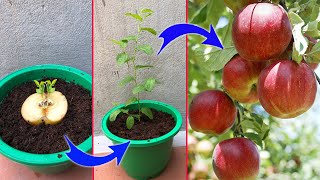 The process of propagating apples at home is simple with aloe vera  Relax Garden [upl. by Arron172]