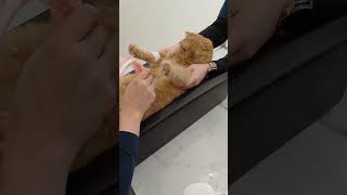 CAT HEALTH CHECK UP CAT SONO EXAM [upl. by Nolrak]