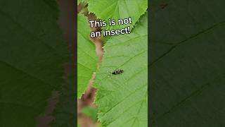 Springtail collembola springtail nature shorts animals animal biology [upl. by Ethbin]