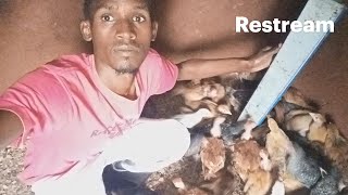 🛑Poultry 🐤Farming in Africa is not what you think 🛑 [upl. by Inafets98]