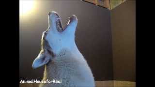 Siberian Husky Howling Compilation [upl. by Amocat]