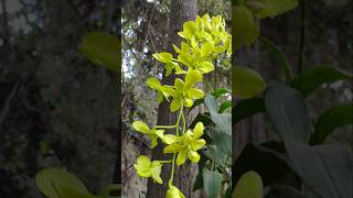 Green orchid plants rareplants [upl. by Narhet]