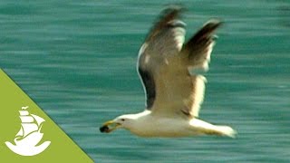 How do seagulls crack a shell [upl. by Airyk]