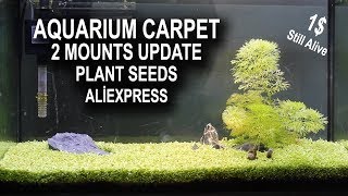 AQUARIUM CARPET 2 MOUNTS UPDATE  Aliexpress Plant seeds [upl. by Jereme]