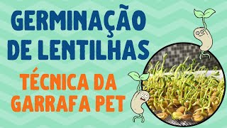 🌱 BROTOS DE LENTILHA como fazer GERMINAÇÃO DE LENTILHA com garrafa pet [upl. by Ubald433]