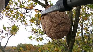 Aziatische hoornaar nest verwijderen [upl. by Bryce]